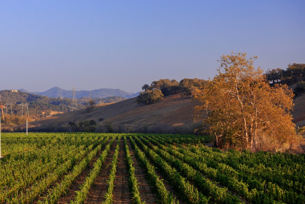 Evening Rincon Vineyard