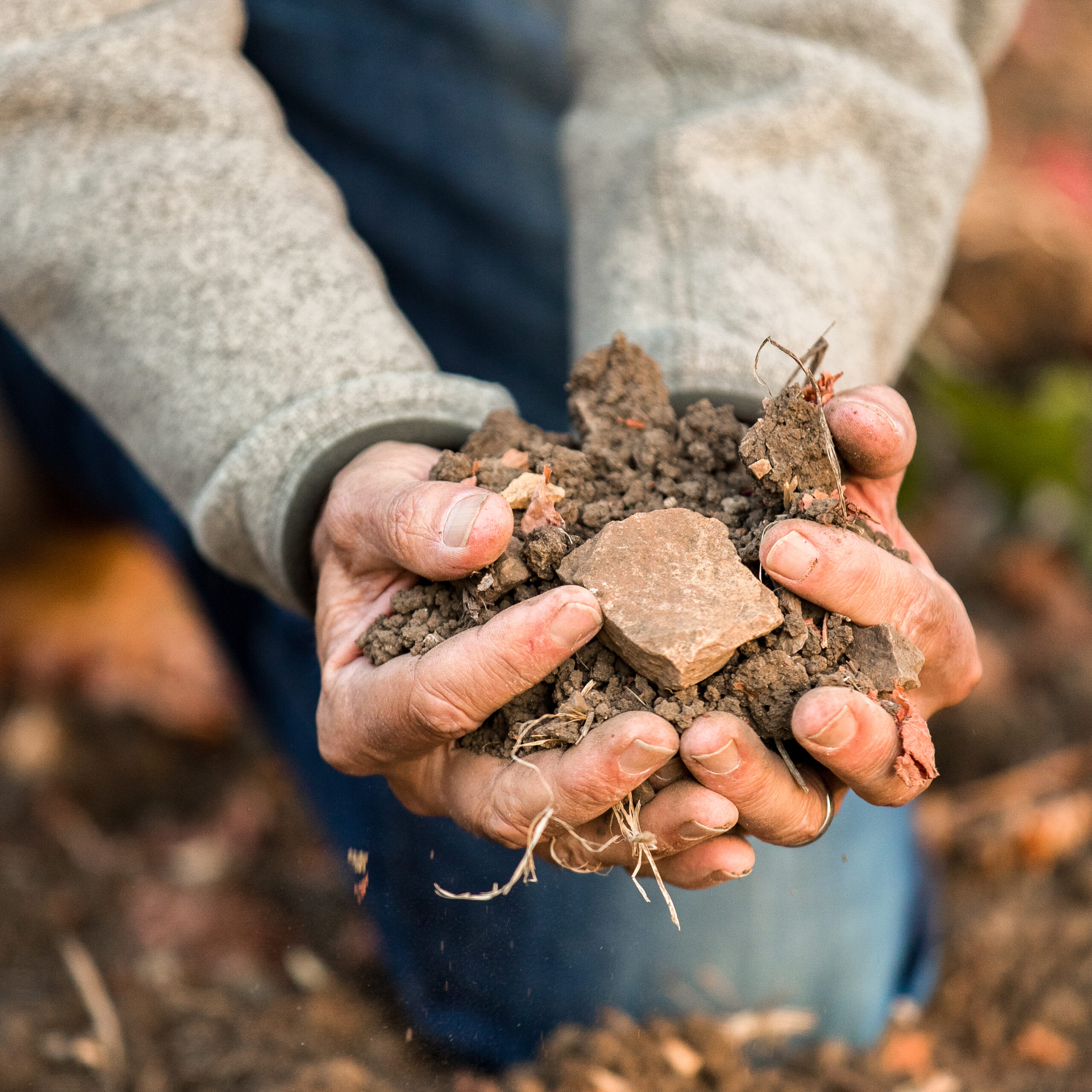 Hands of the vineyard manager holding on to the diverse soils of the Rincon Vineyard in Arroyo Grande, CA.