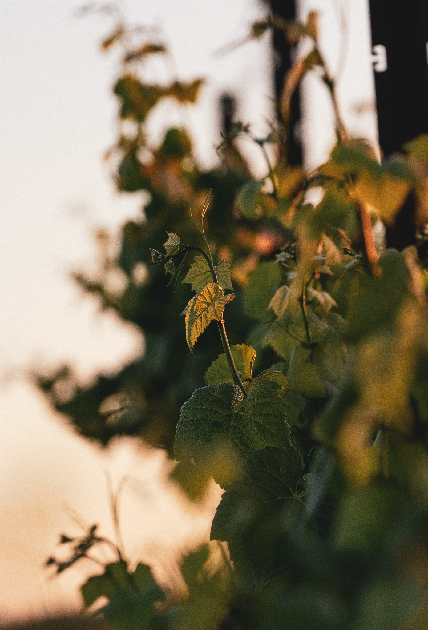 https://talleyvineyards.com/wp-content/uploads/2022/07/20_04_TALLEY_ONSITE002930-2.jpg