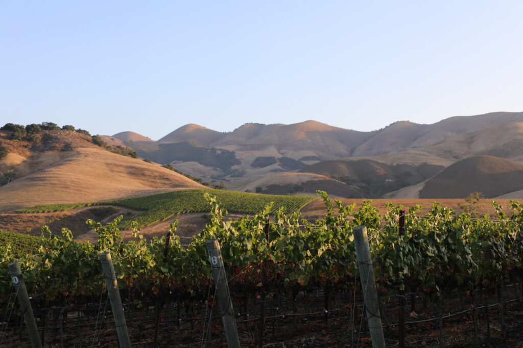 https://talleyvineyards.com/wp-content/uploads/2025/01/Harvest-2023-6-1024x683-1.jpg