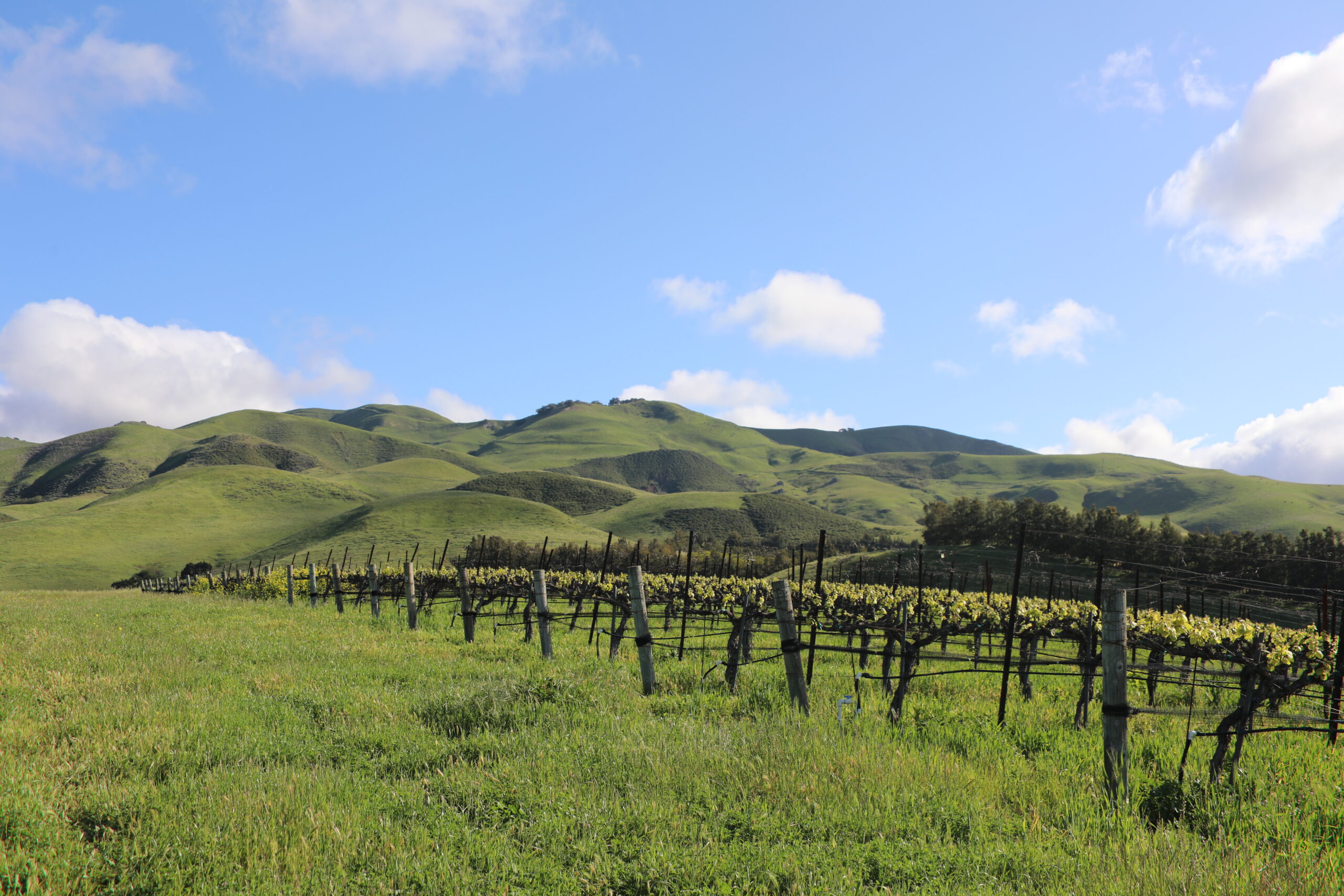 https://talleyvineyards.com/wp-content/uploads/2025/04/Rincon-Vineyard-scaled.jpg