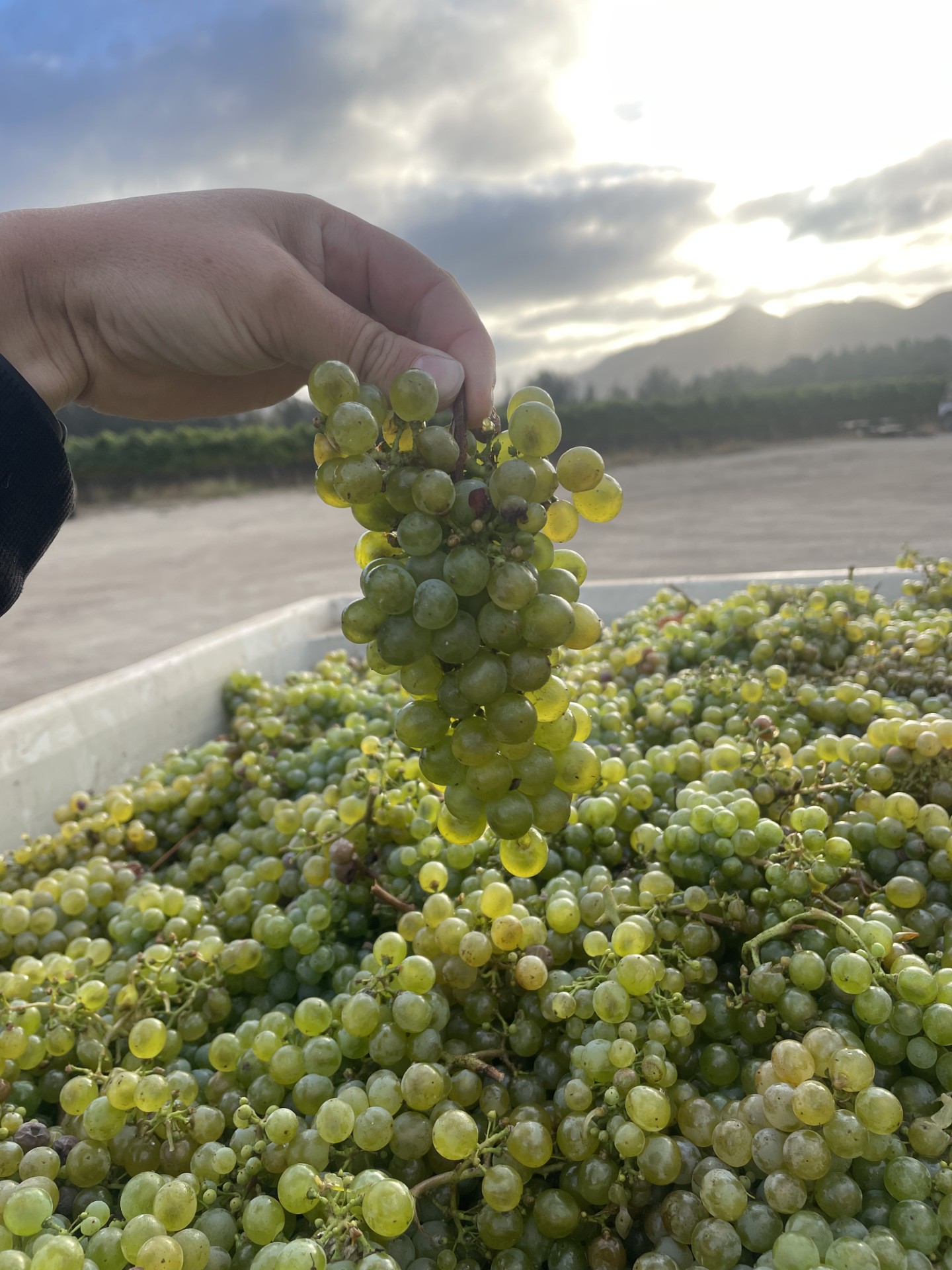 https://talleyvineyards.com/wp-content/uploads/2025/07/thumbnail_IMG_8538.jpg